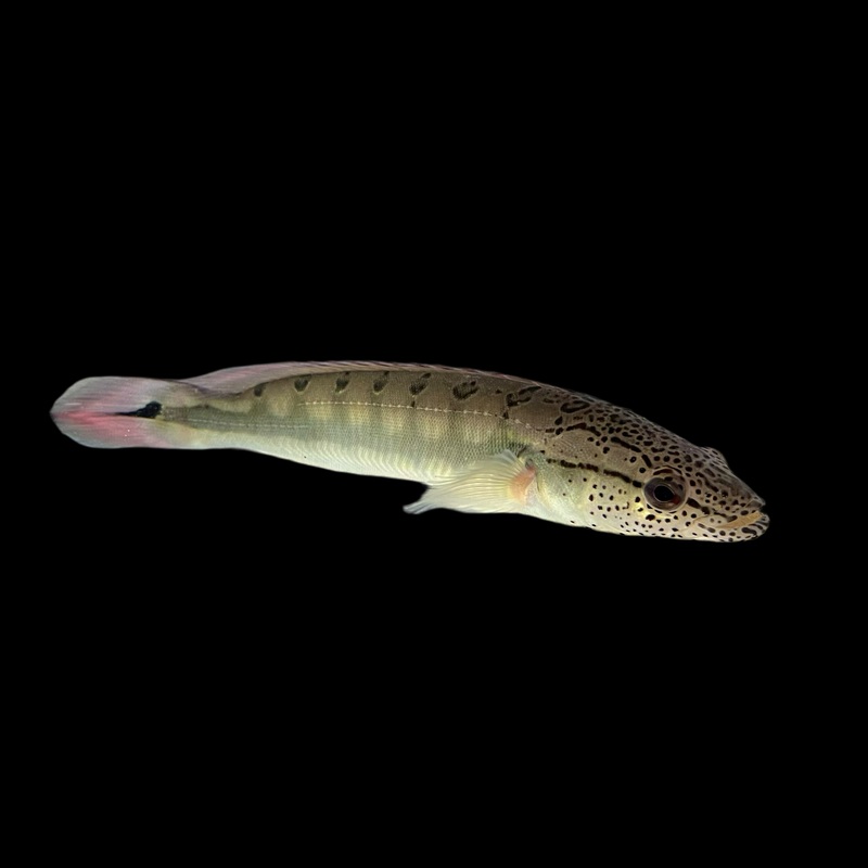 Cichlid – Pike Lenticulata Lg