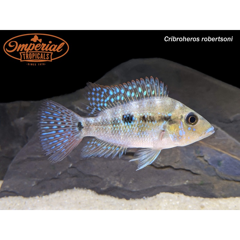 Emerald Cichlid 3-4 Unsexed