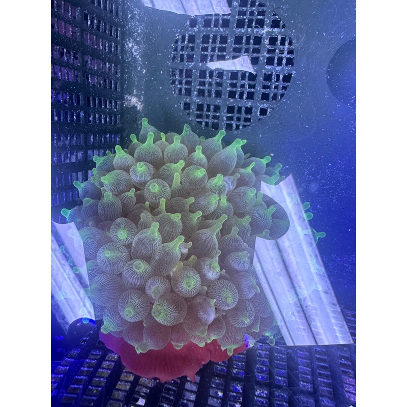 Green  Bulb Anemone Med