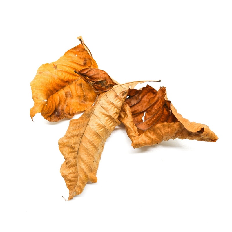 Hickory Leaves (Carya spp) 1 gallon