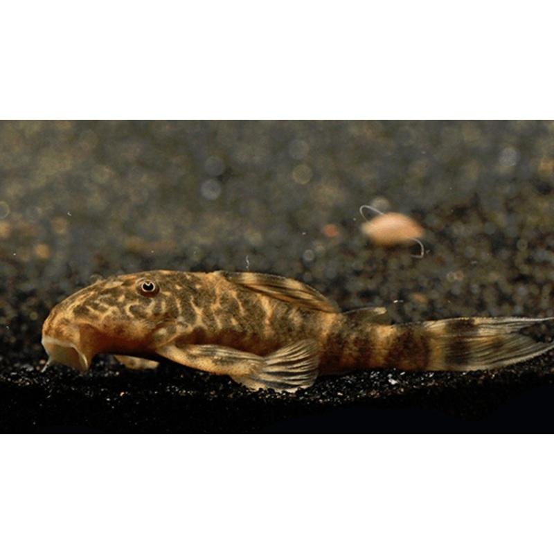 L104 Clown Pleco 1-2″ Unsexed