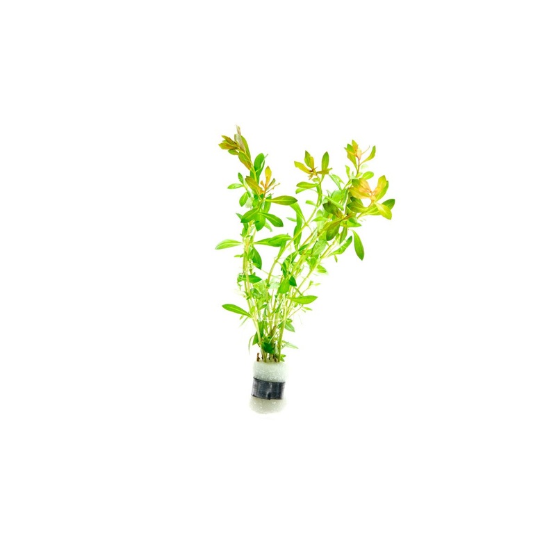 Ludwigia Crystal Lead Bunch
