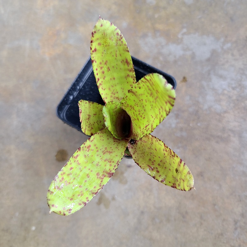 Neoregelia ampullacea “Yellow