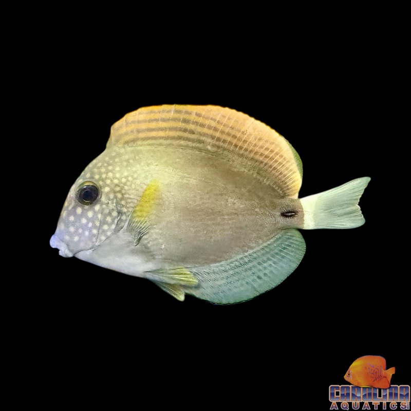 Tang – Maculiceps Lg