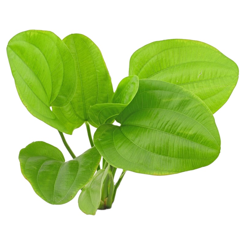 Echinodorus Ascherianus Bare-root Plants