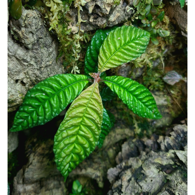 Hoffmannia bullata 4-6 leaf cutting