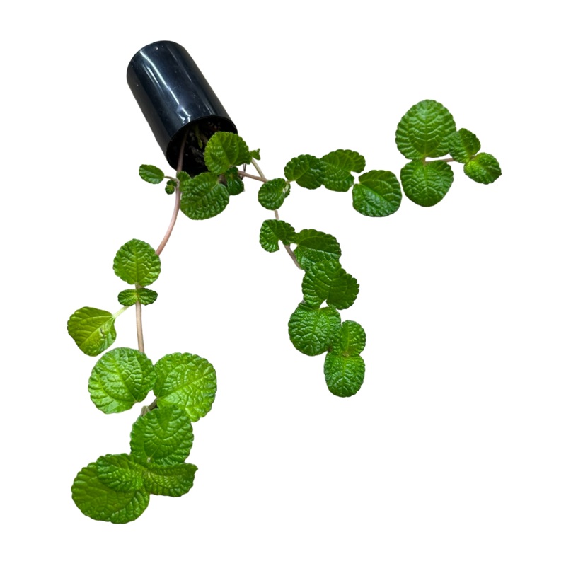 Pilea nummularifolia 10-12 leaf cutting