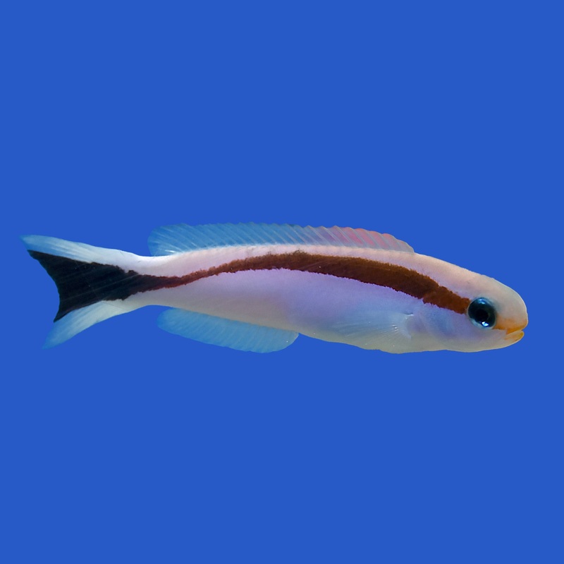 Red Stripe Tilefish 1 Lot