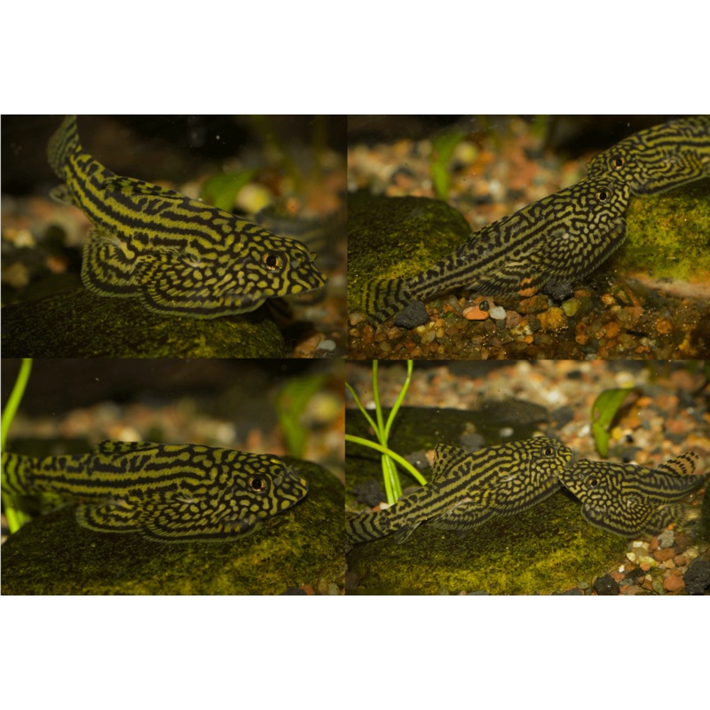 Reticulated Hillstream Loach 0.5-1″ Unsexed