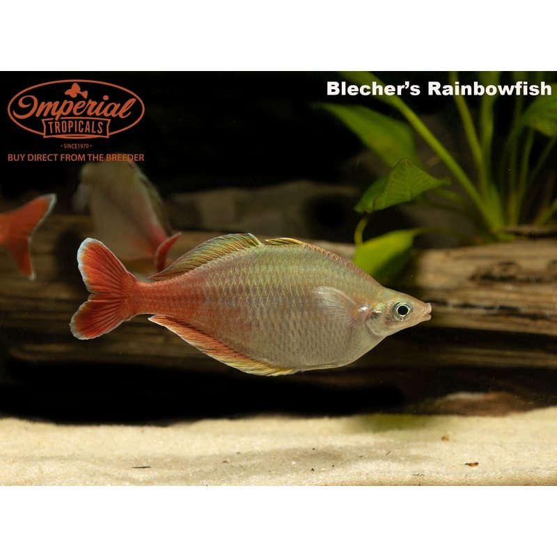 Bleher’s Rainbowfish 2-3″ Unsexed