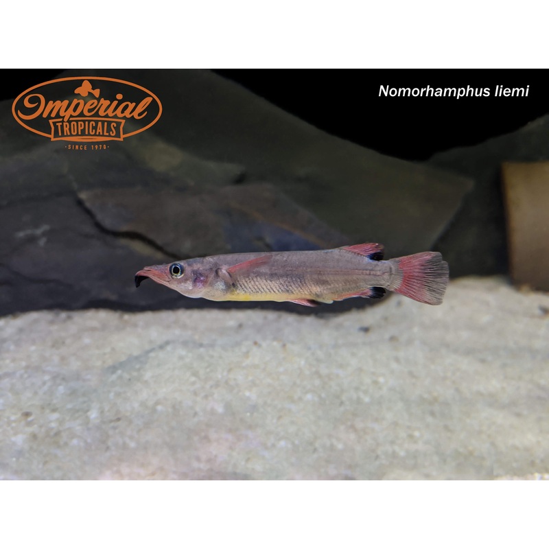Celebes Halfbeak 1″ Unsexed