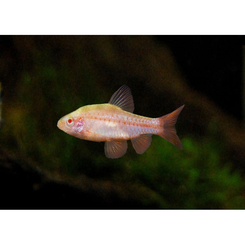 Cherry Barb – Albino – Special 6 for $75 3-4cm