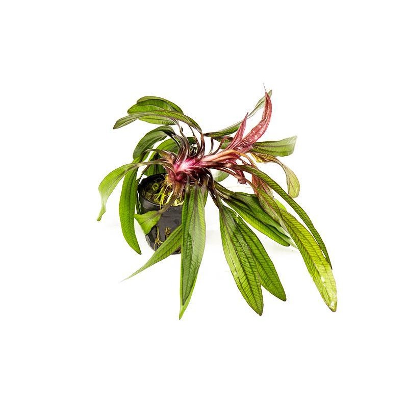 Echinodorus Horemanii Red Sword