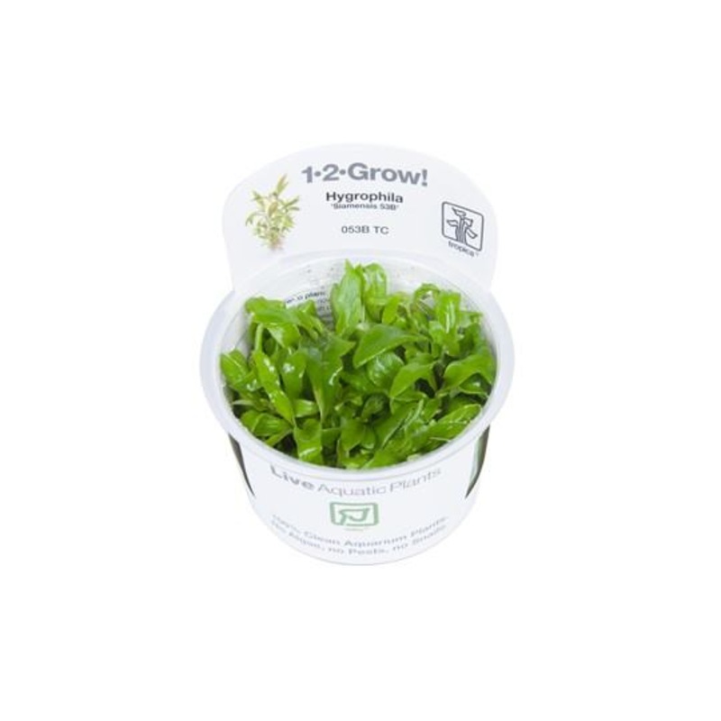 Hygrophila Corymbosa ‘Siamesis 53b’ – Tropica 1-2 Grow Tropica 1-2 Grow