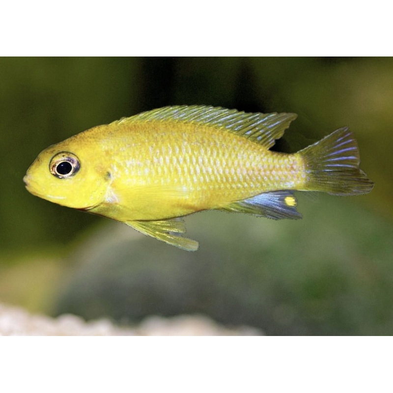 Labidochromis Electric Yellow – Albino 4-5cm