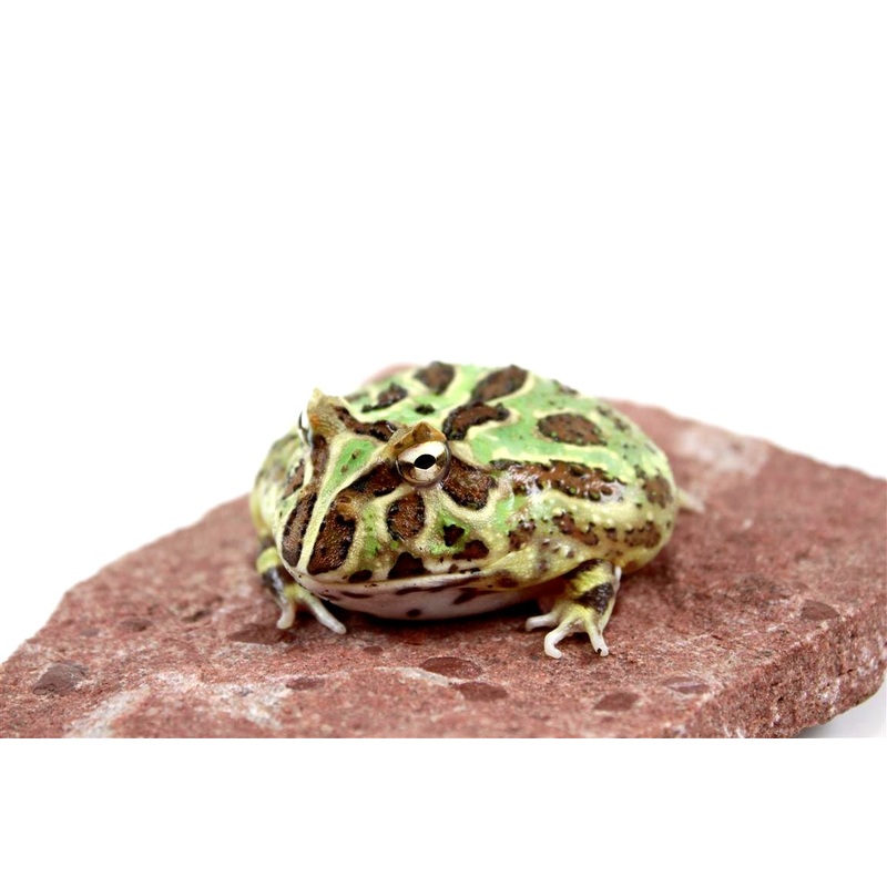 Mutant Gene Pacman Frog