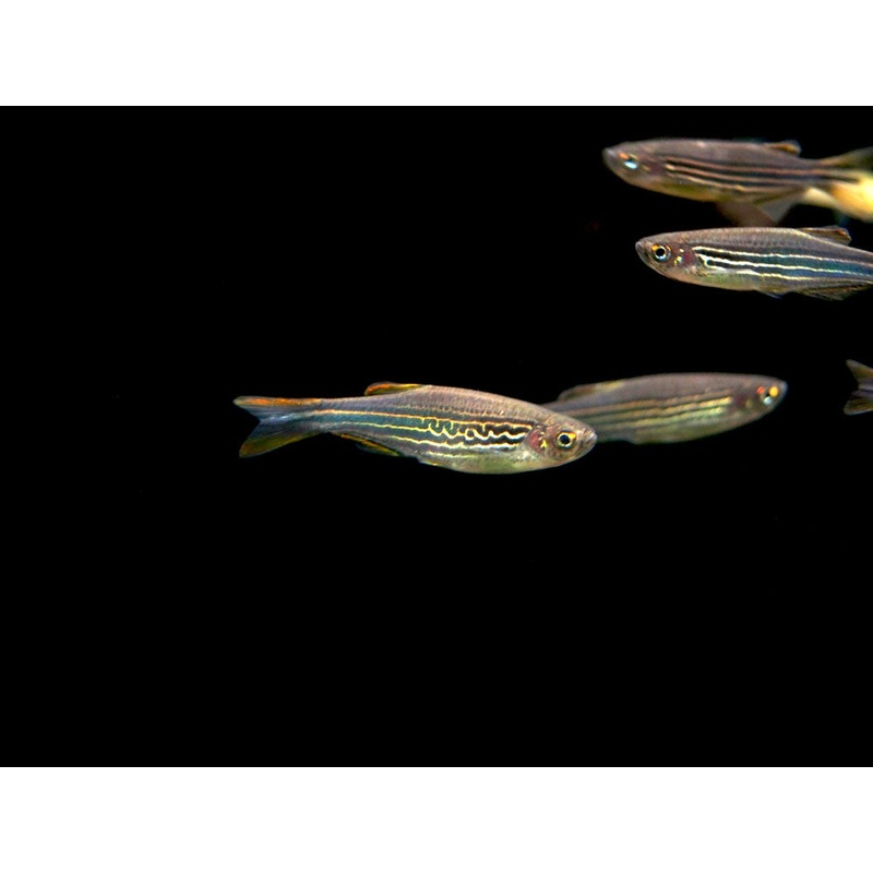 Striped Kyathit AKA Orange Finned Danio (Brachydanio kyathit), Tank-Bred! School of 3