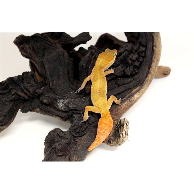 Tangerine Tornado Leopard Gecko – Regenerated Tail