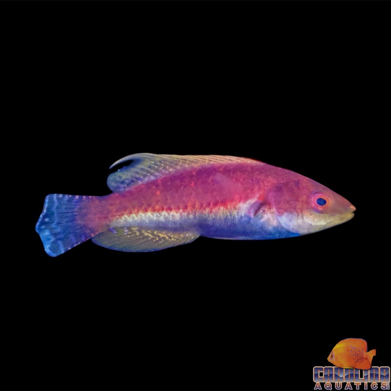 Wrasse – Fairy WhipFin