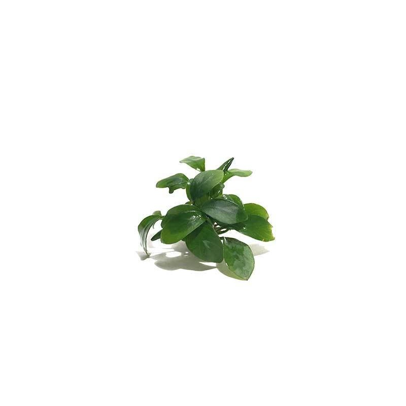 Anubias Spear Leaf Pot