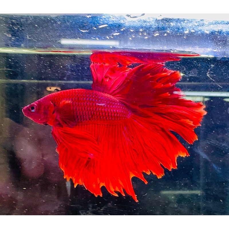Betta Male – A Grade Half Moon Doubletail Red 6cm Show 1 Male