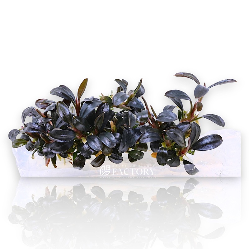 Bucephalandra Brownie Ghost 2011 Vitro Culture