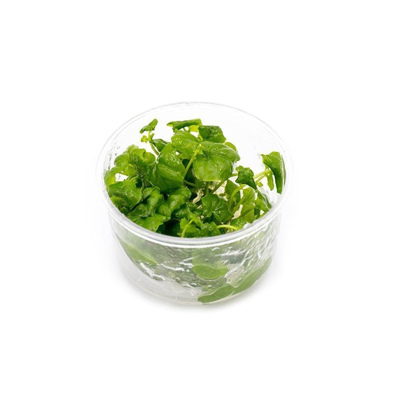 Cardamine Lyrata Vietnam UNS Tissue Culture