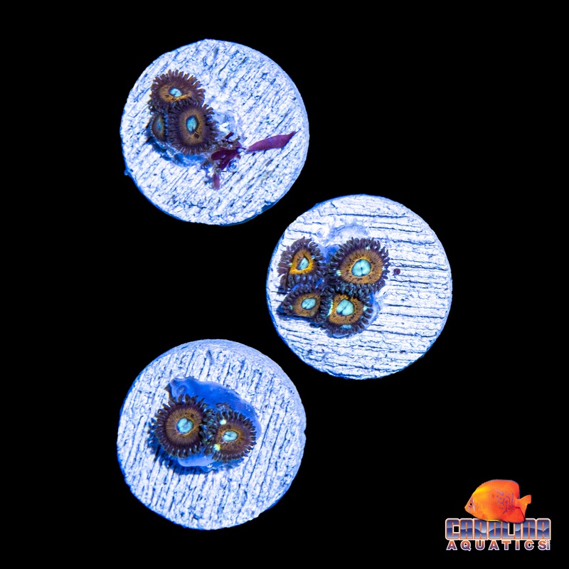 Frag –  Coppertone Zoa Frags