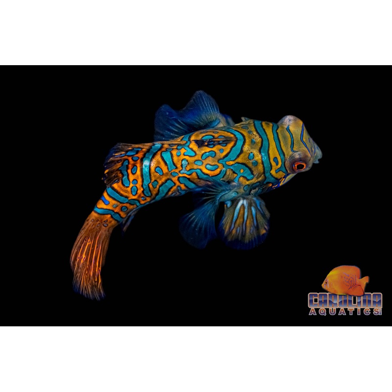 Goby – Mandarin Green XL