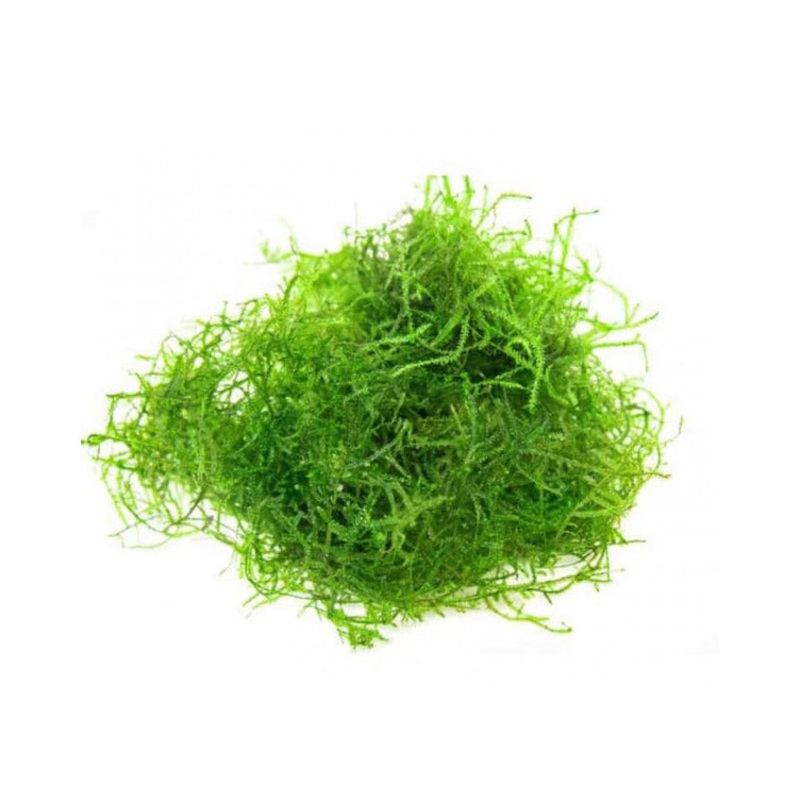 Java moss 3-4cm