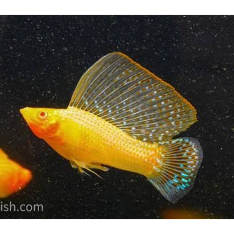 Molly  Gold Albino Sailfin Molly  (Poecilia latipinna ) 6cm 1 pc