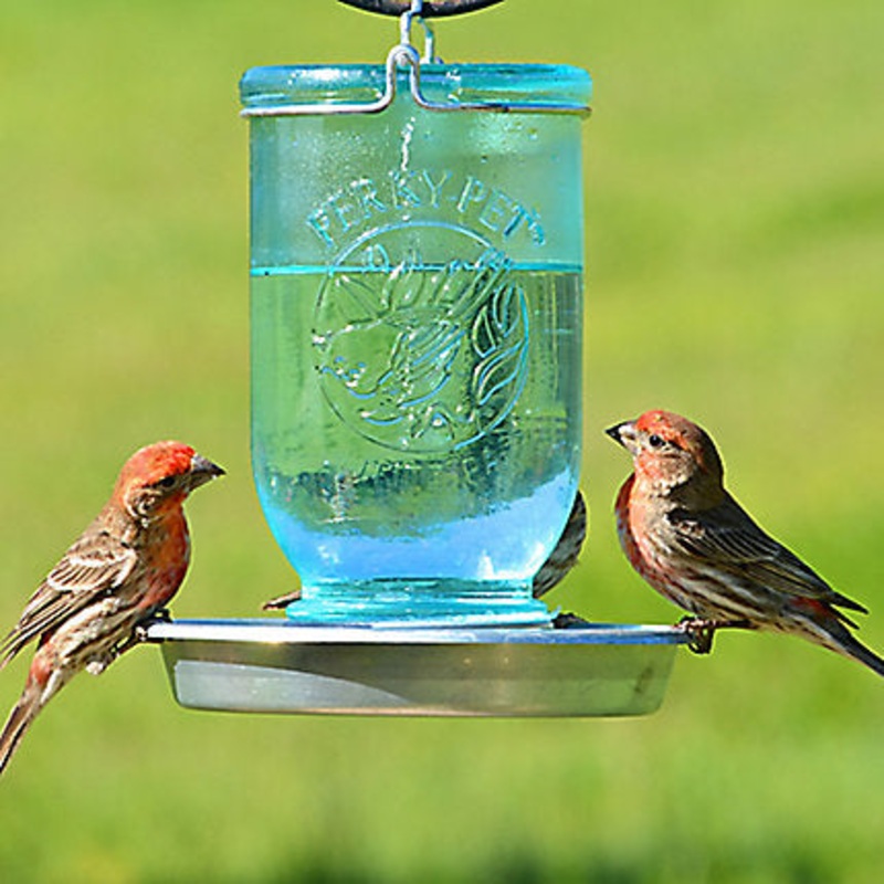 Perky-Pet Mason Jar Wild Bird Waterer – 32 oz Water Capacity