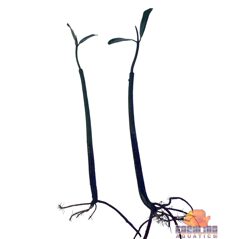 Red Mangrove 10-12in. With Leaves (Saltwater)