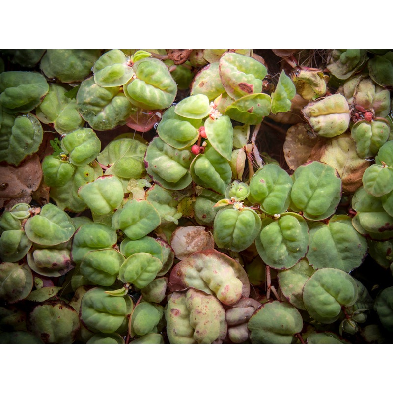 Red Root Floater (Phyllanthus fluitans) 1/3 Cup
