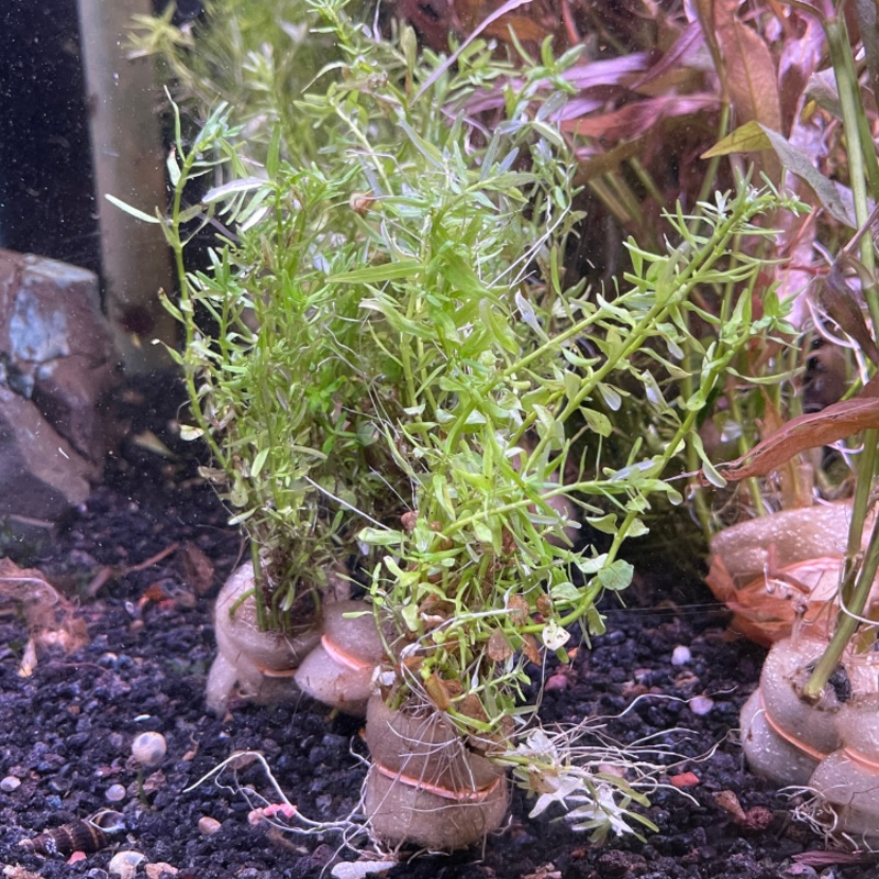 Rotala rotundifolia “Green” – FW Live Plant, Stem