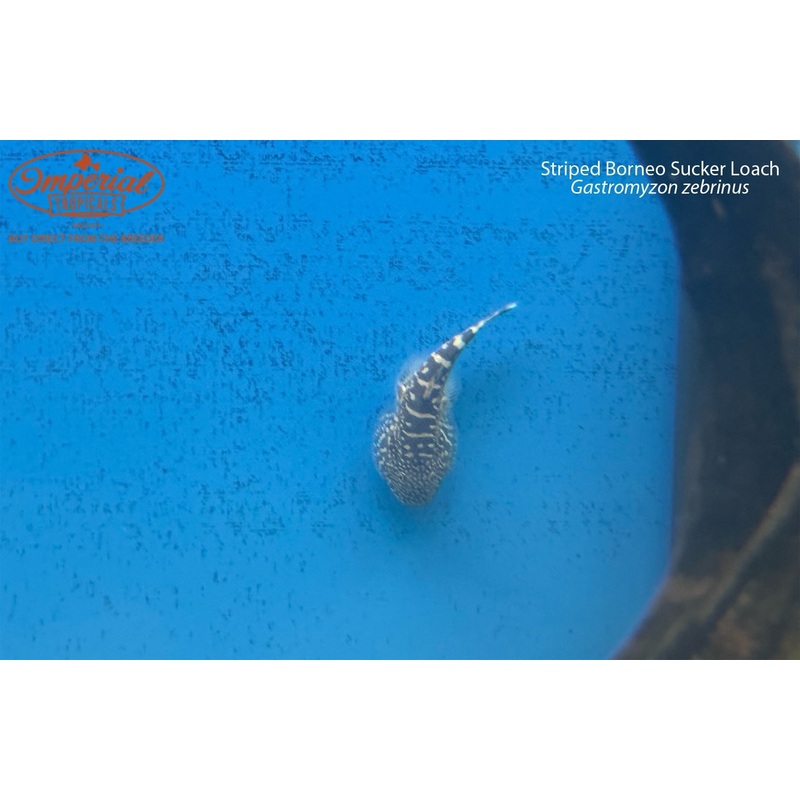 Striped Borneo Sucker Loach 1-2″ Unsexed
