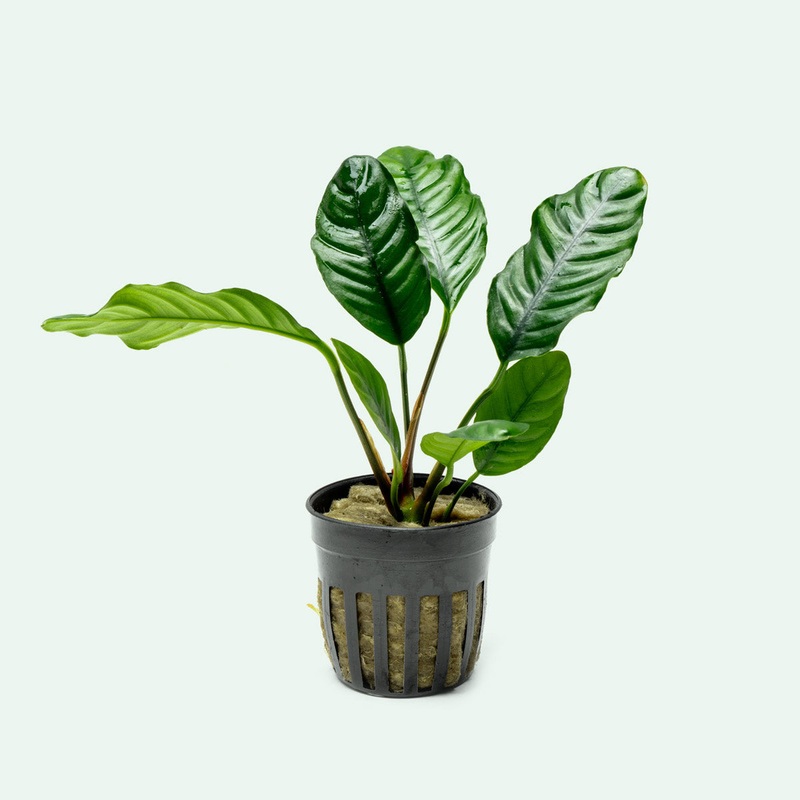 Anubias Barteri Coffeefolia Potted