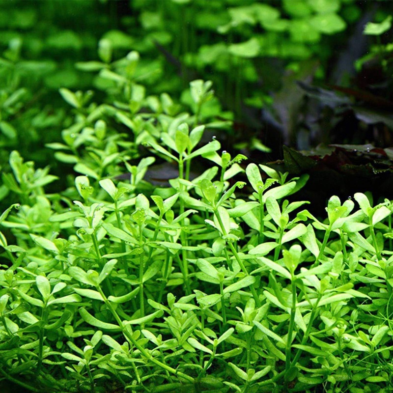 Bacopa Monnieri Fresh-cut Plants