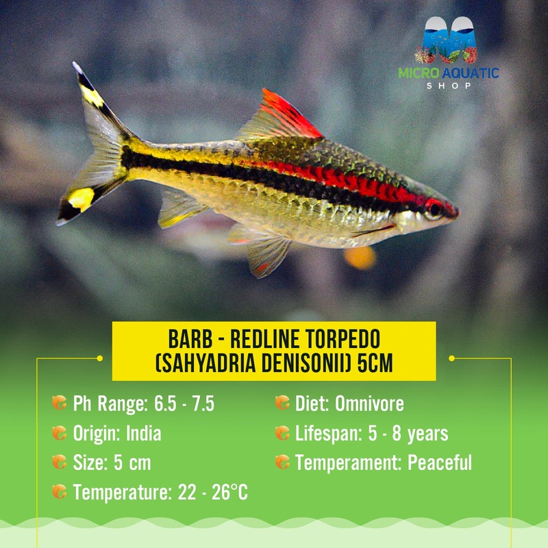 Barb  Redline Torpedo (Sahyadria denisonii) 5-6cm 1 barb