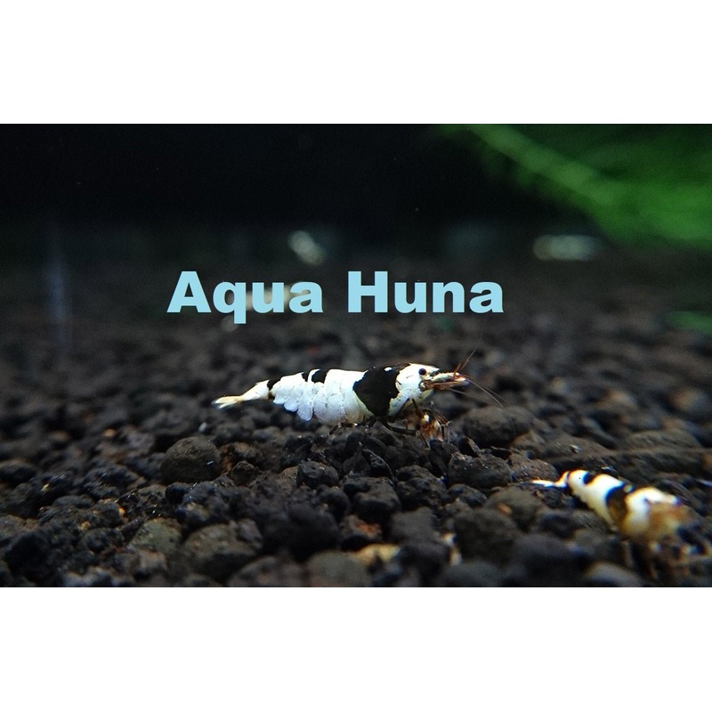 Black Crystal Shrimp (Grade S)