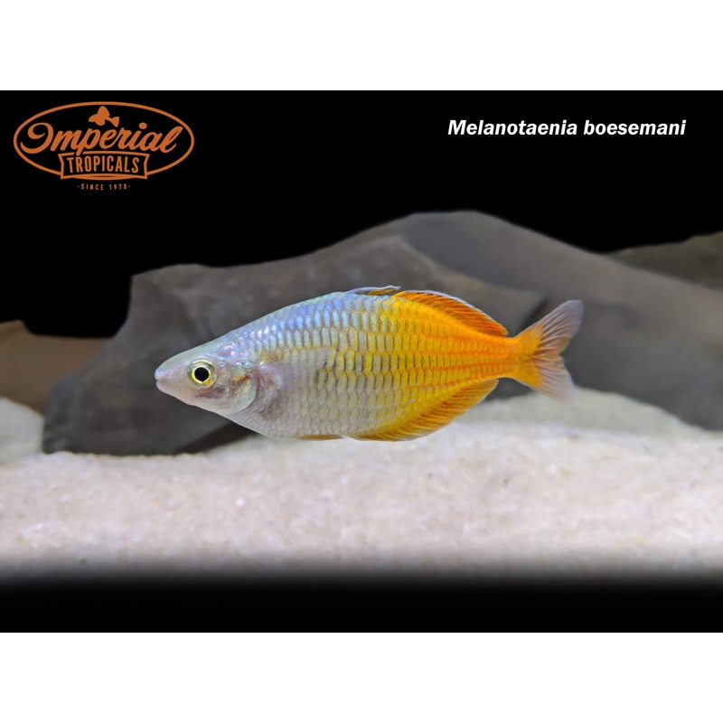 Boesemani Rainbowfish 1-2 Unsexed