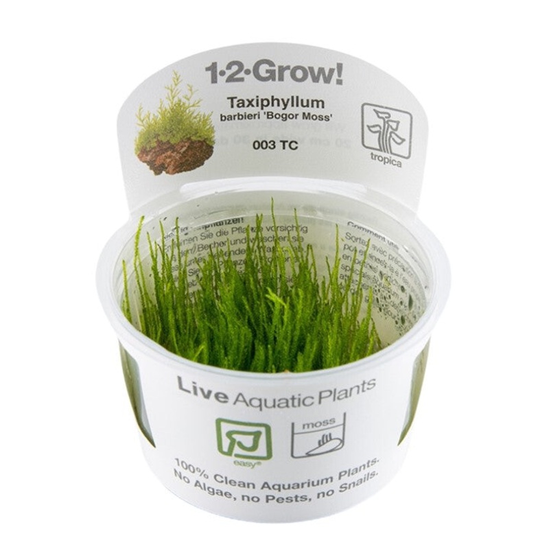 Bogor Moss – Taxiphyllum Barbieri – Tropica 1-2 Grow