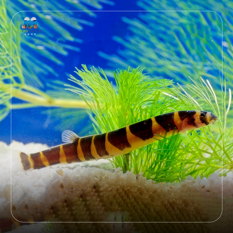 Buy 3 Get 1 Free Kuhli Loach – Pangio Kuhlii Stripe 4cm 1 Kuhli loach stripe 4-5cm