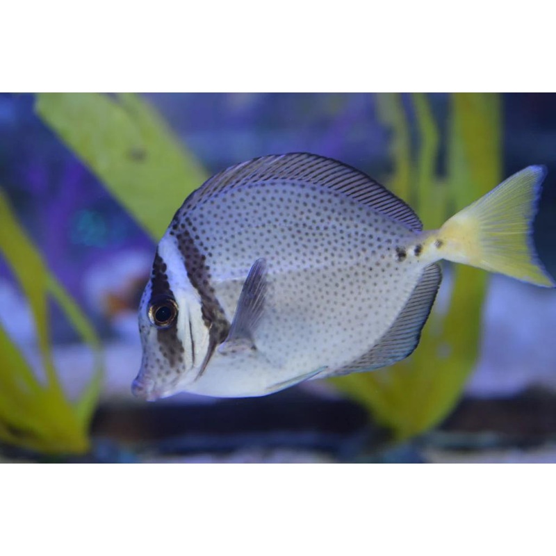 Galapagos Sawtail Tang