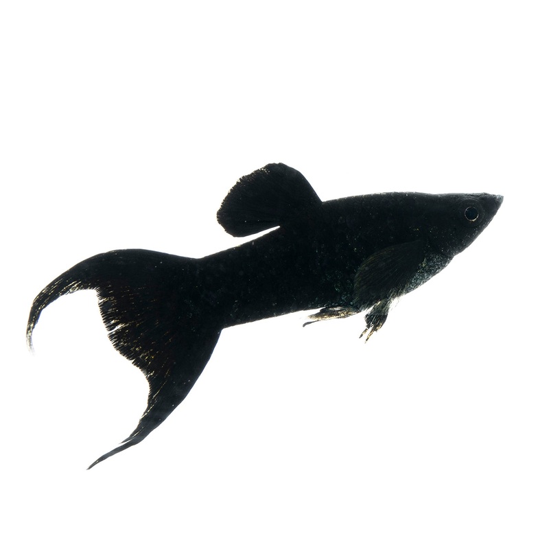 Molly Lyretail Black 3-4cm