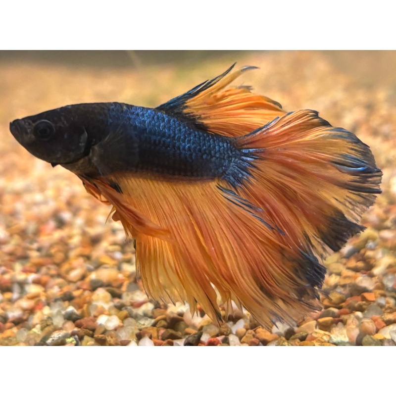 Mustard Gas Male Betta BT2D