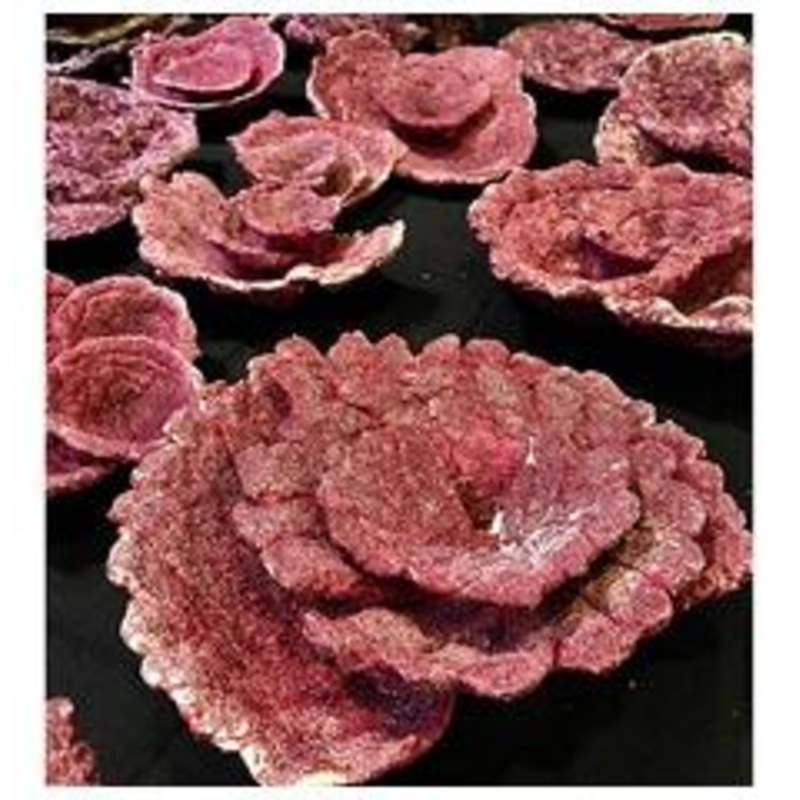Real Reef Plate Rock/piece -Large