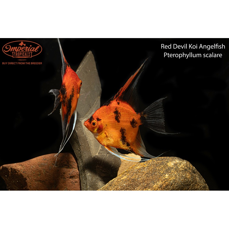 Red Devil Koi Angelfish 1-2 Unsexed