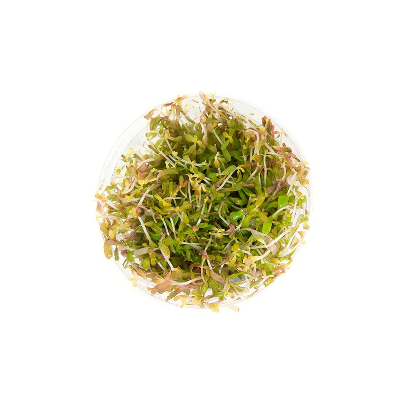 Rotala Vietnam H’ra (Rotala rotundifolia “Vietnam H’ra”) Tissue Culture 1 Tissue Culture