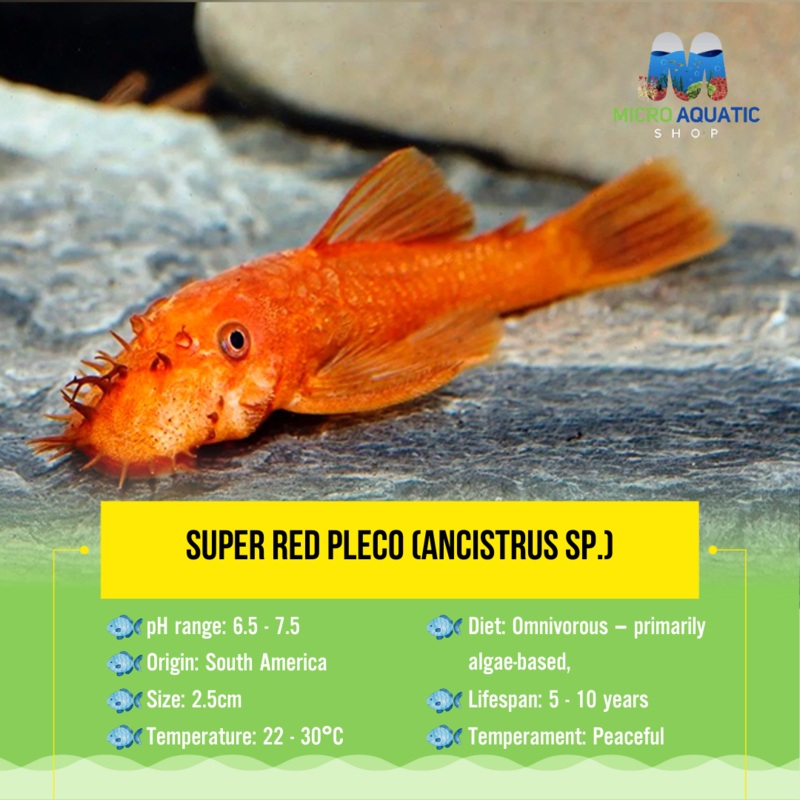 Super Red Pleco (ANCISTRUS SP.) 1 pleco 3cm